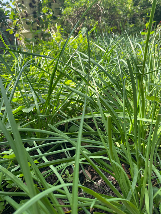 Maria's Guatemalan/365 Chive - Allium sp.