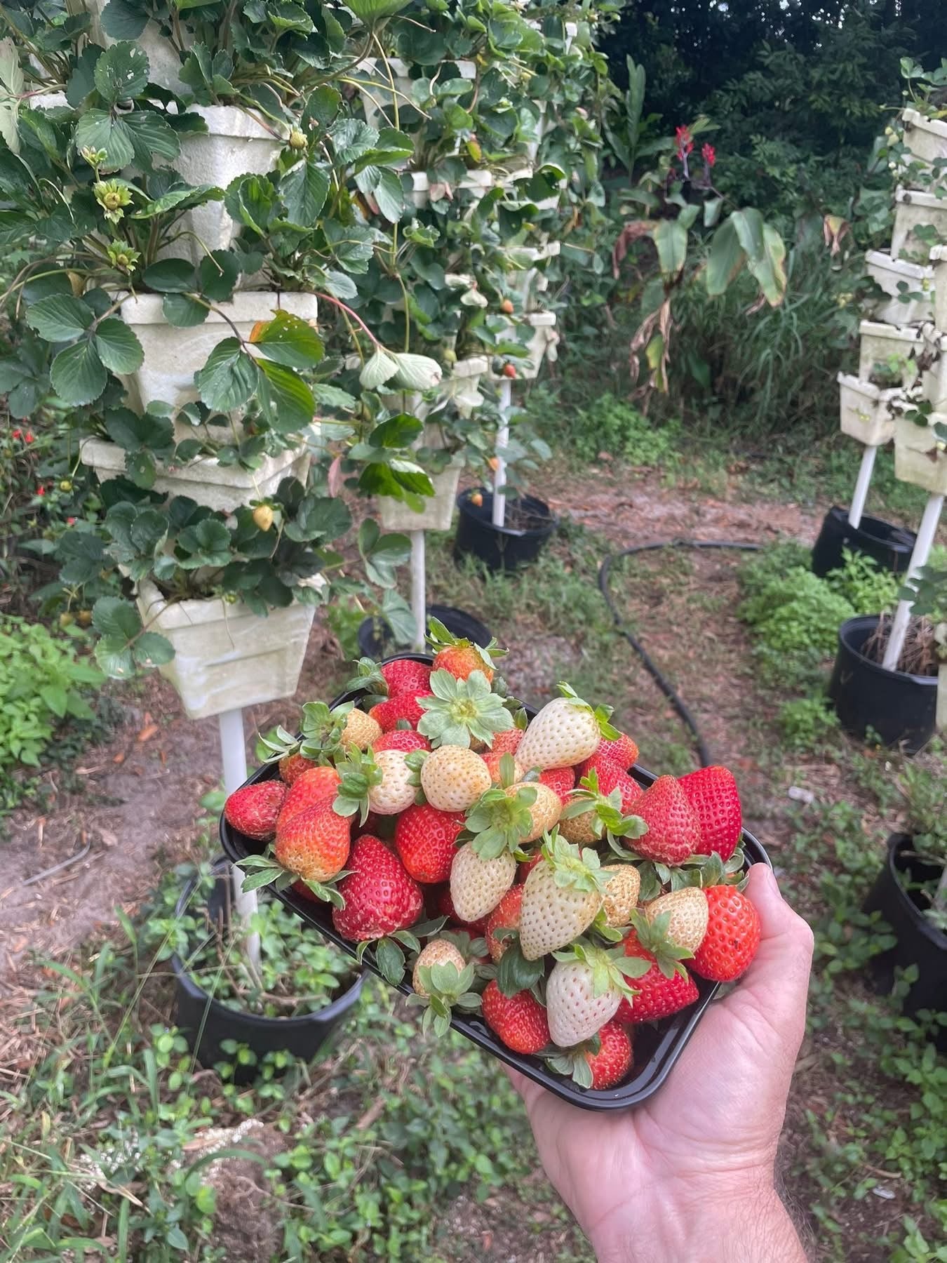 Strawberry Plugs 50 Plants per Flat- PICK UP ONLY