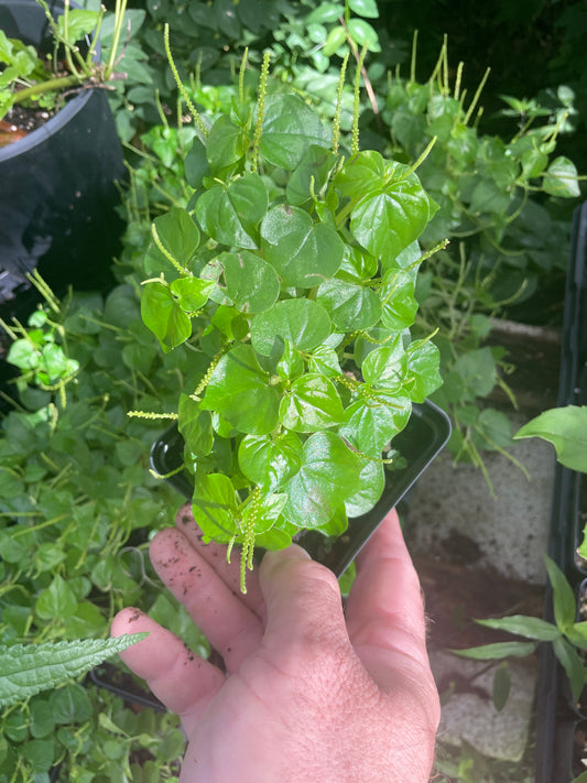 Crab Claw Herb / Rau Cang Ca - Peperomia pellucida