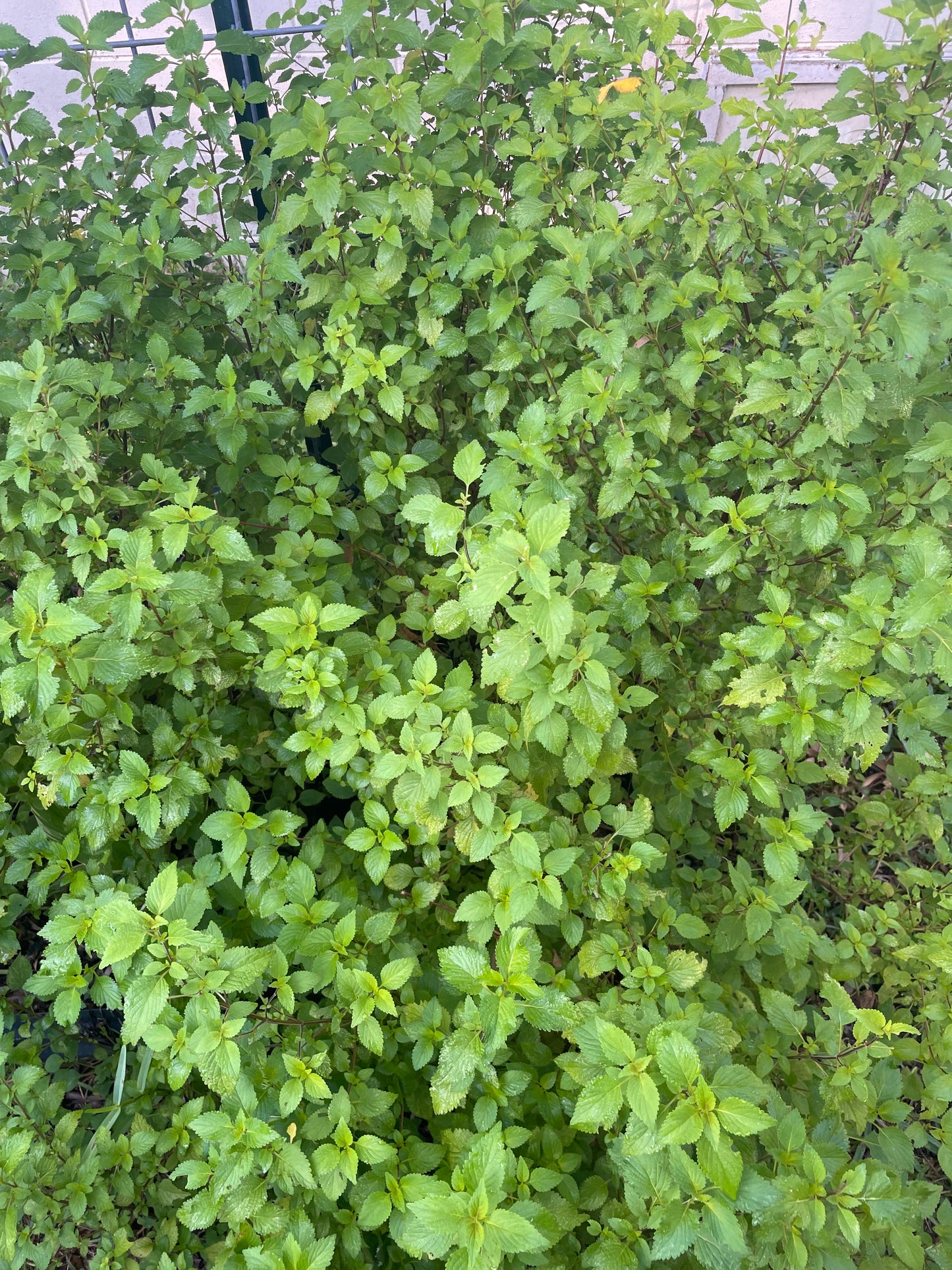 Kinh Gioi / Vietnamese Lemon Balm - Elsholtzia ciliata
