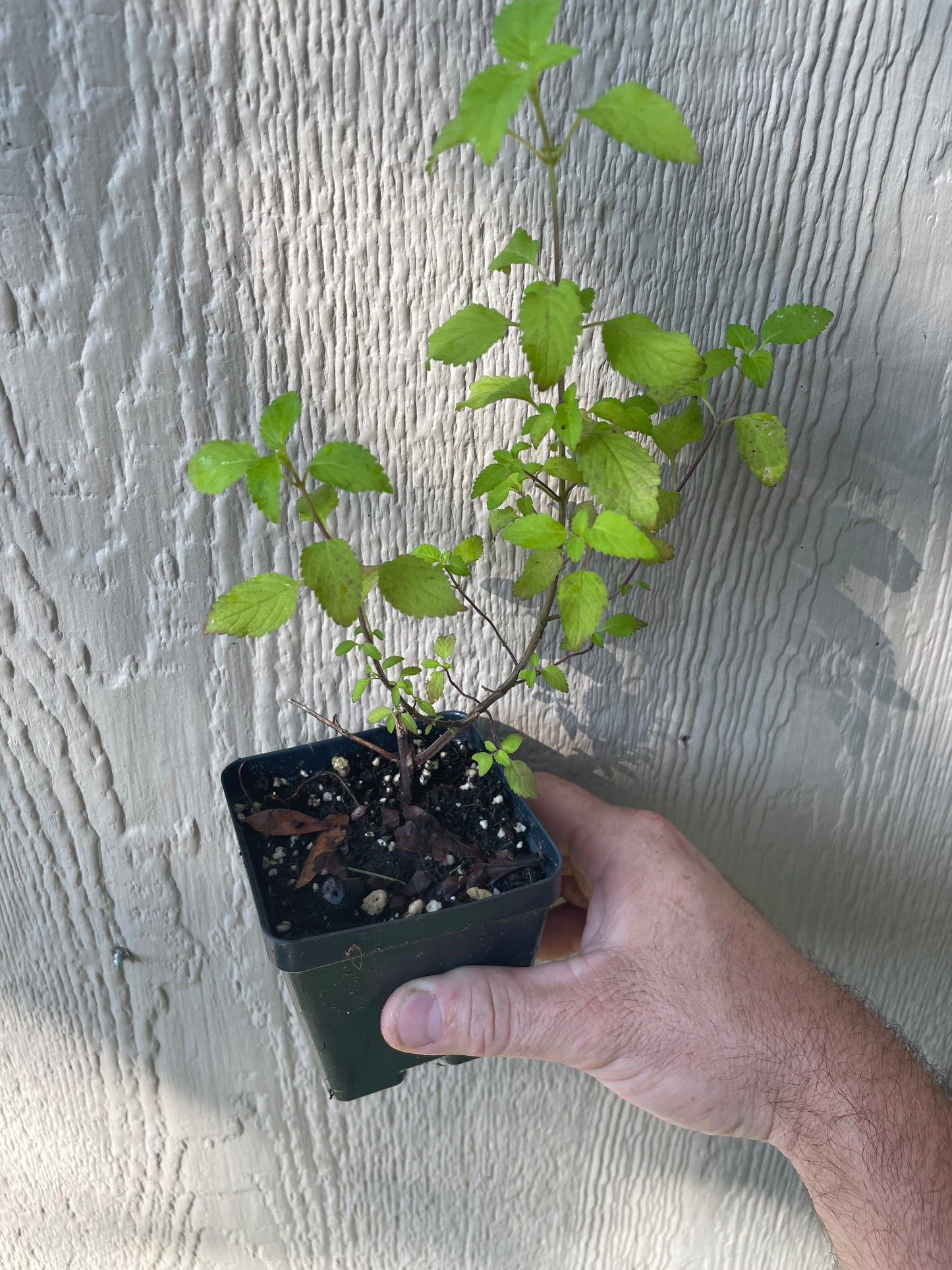 Kinh Gioi / Vietnamese Lemon Balm - Elsholtzia ciliata