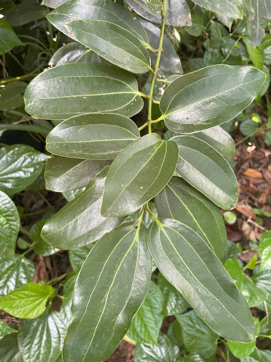 True Cinnamon - Cinnamomum verum