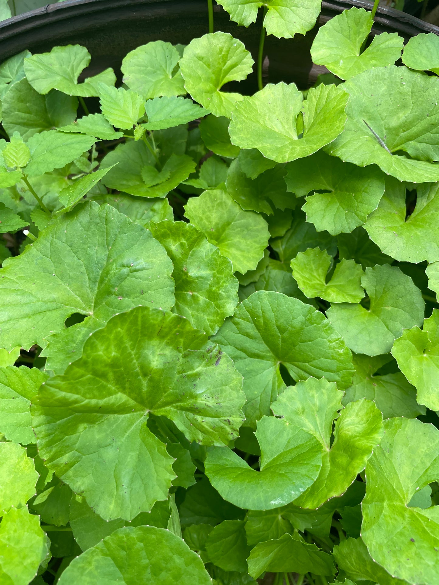 Gotu Kola, XL leaf variety - Hydrocotyle asiatica 'Major'