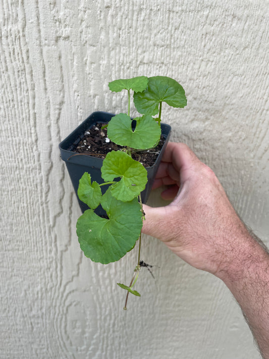 Gotu Kola, XL leaf variety - Hydrocotyle asiatica 'Major'