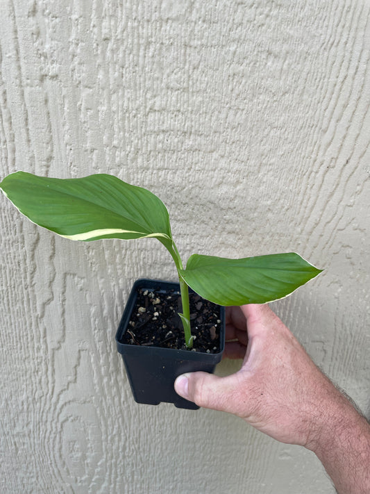 Varigated White Turmeric 'Emperor' - Curcuma sp.