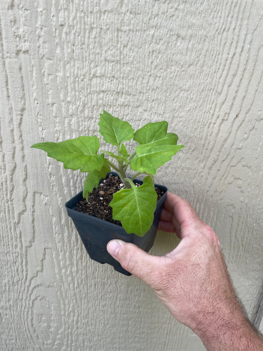 New Asian Gynura - Gynura sp.