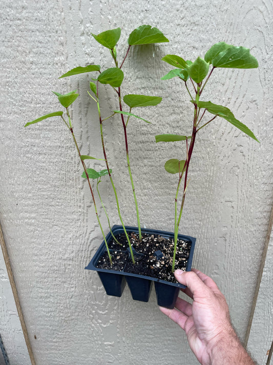 Roselle / Jamaican Sorrel - Hibiscus sabadariffa - buy 6 plant pack