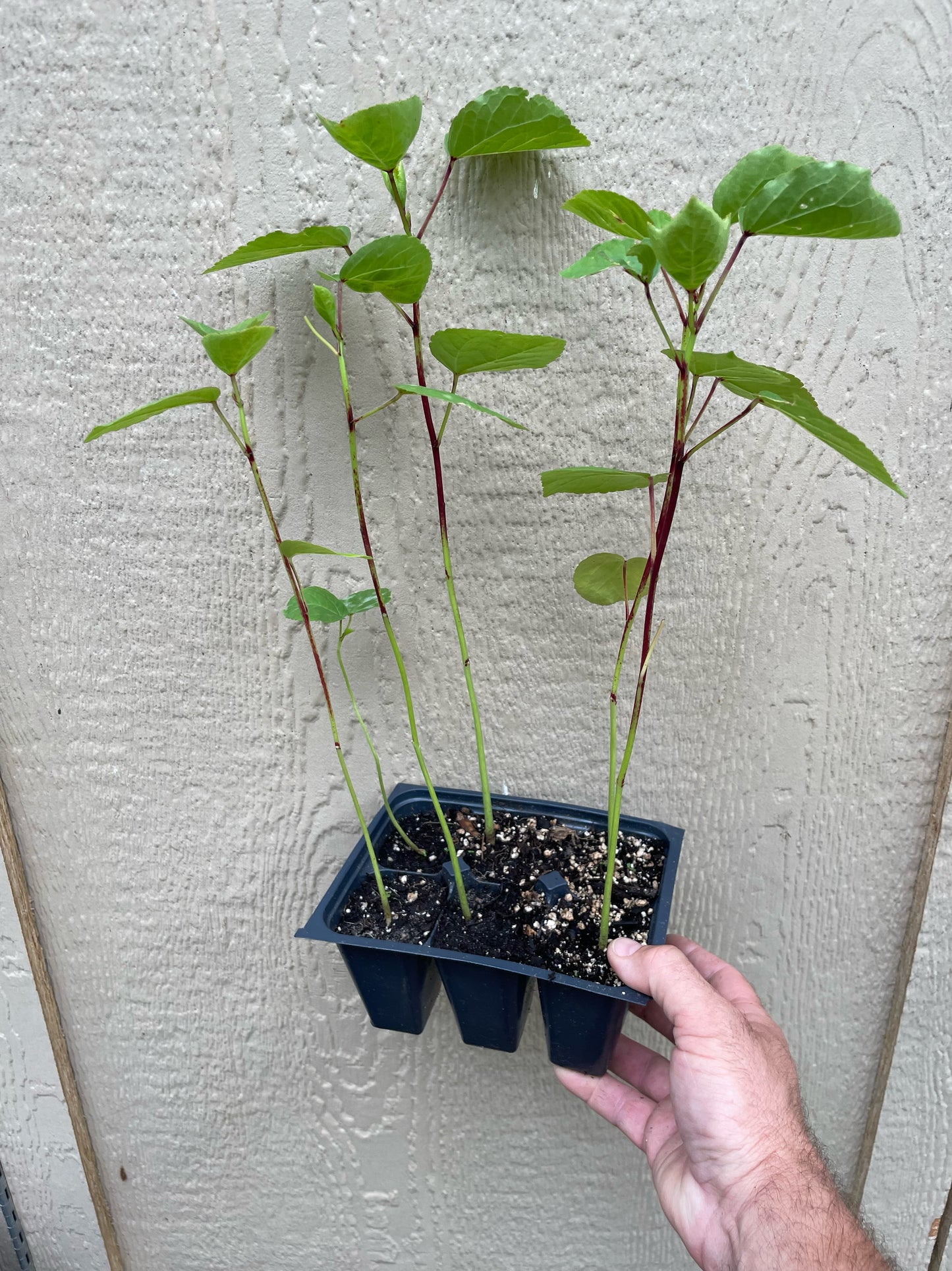 Roselle / Jamaican Sorrel - Hibiscus sabadariffa - buy 6 plant pack