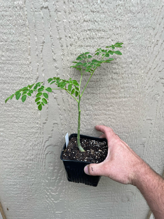 Moringa Drumstick Tree- Moringa oleifera improved high production varieties!