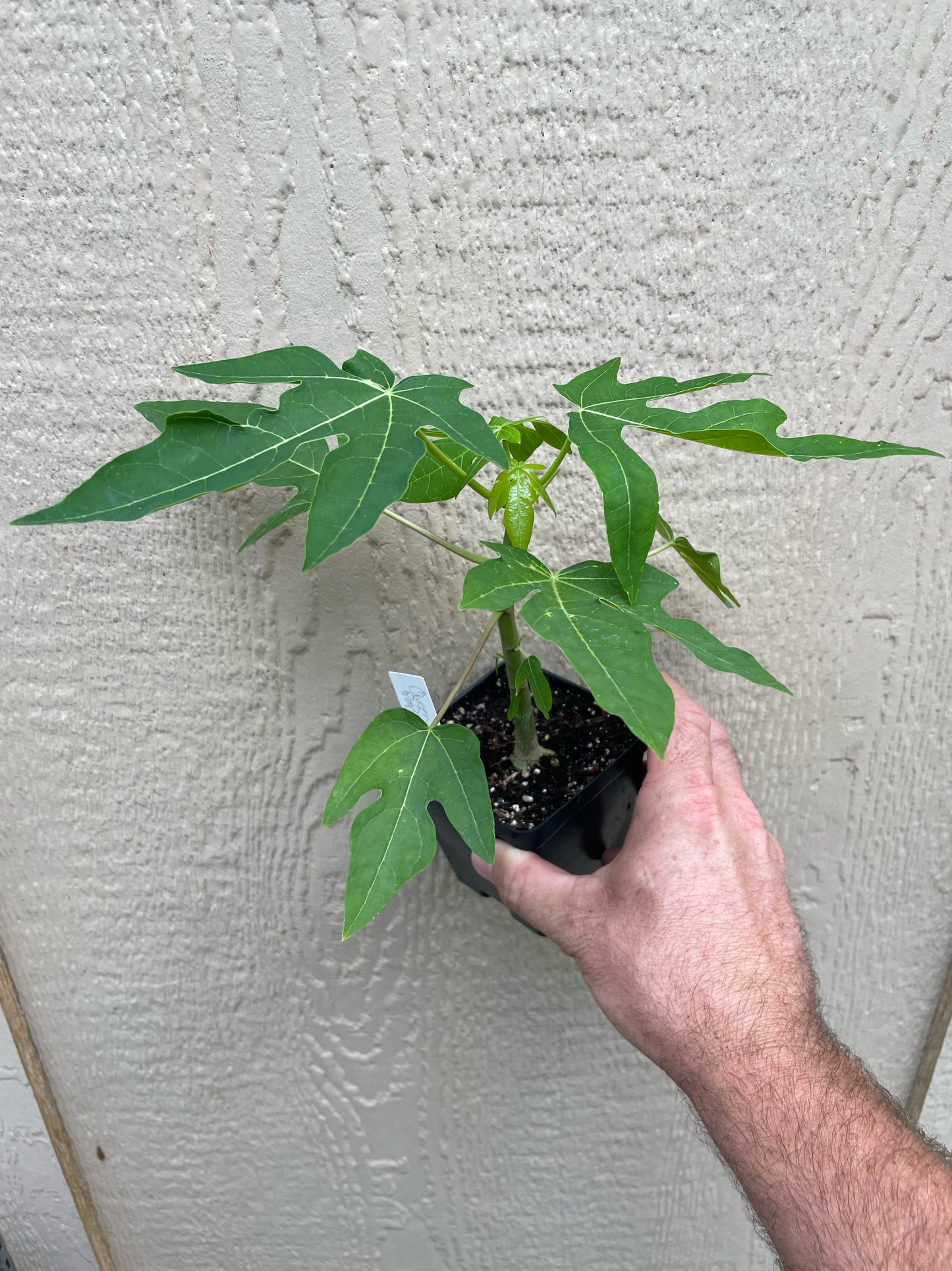Papaya 'Red Queen'