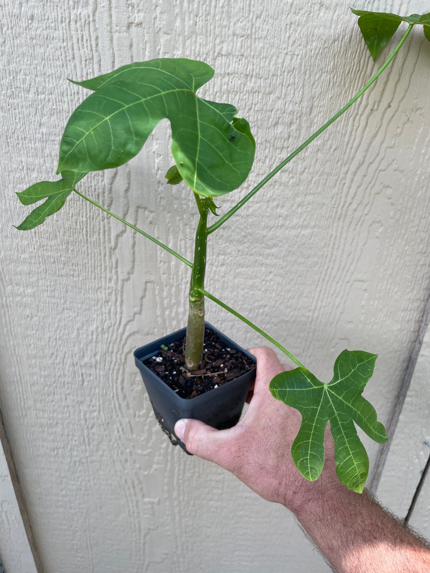 Chaya / Maya Tree Spinach - Cnidoscolus chayamansa