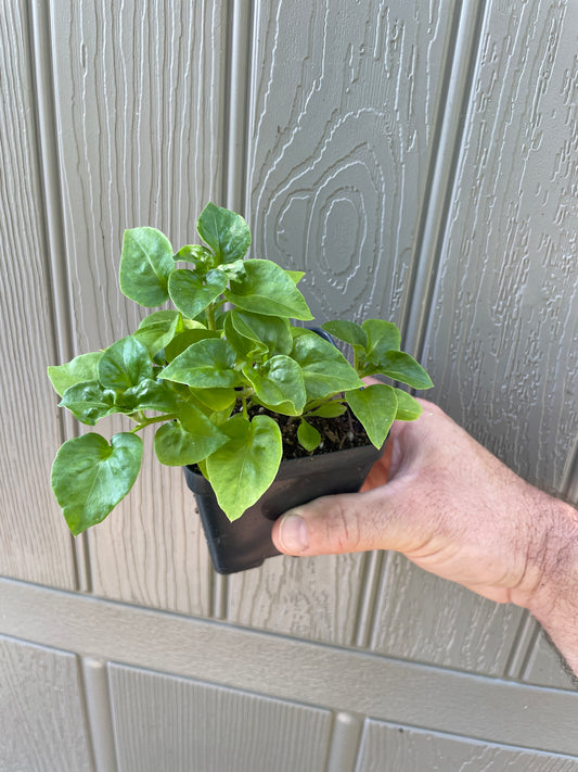 Sissoo/Brazilian Spinach Alternanthera sissoo - 2 Varieties!