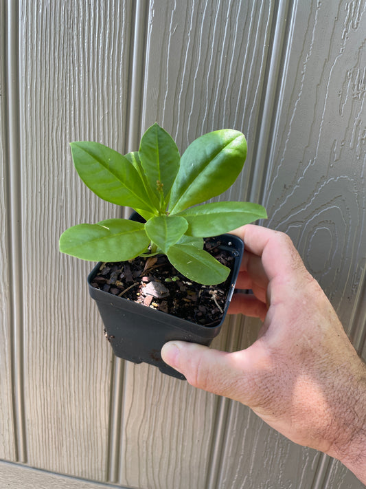 Jewel of Opar / Fame Flower - Talinum paniculatum