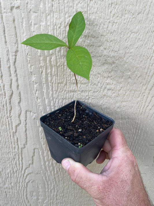 Guinea Hen Weed / Anamu - Petiveria alliacea