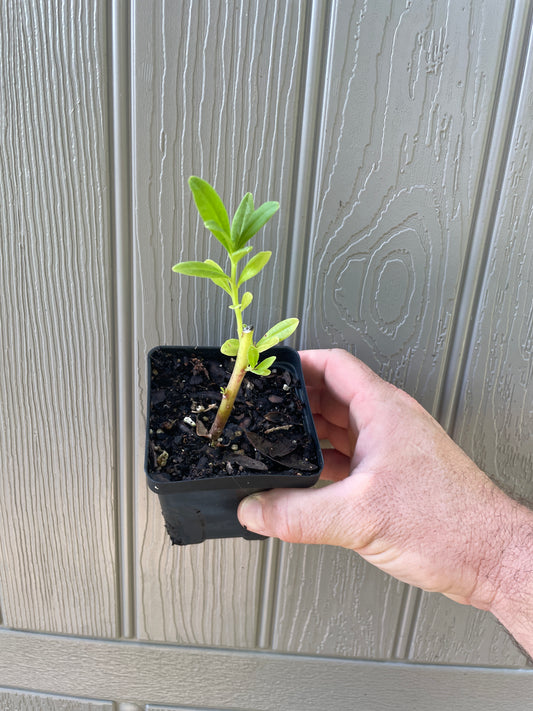 Suriname Spinach - Talinum triangulare