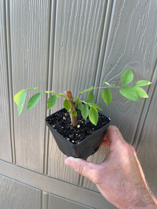 Katuk / Sweet Leaf - Sauropus androgynus