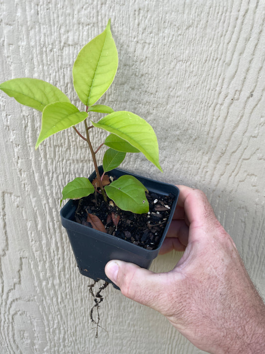 Haitian Basket Vine - Trichostigma octandrum