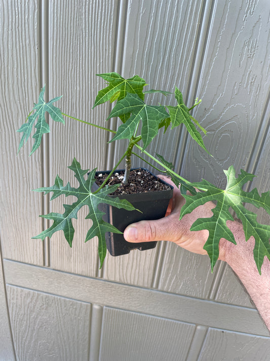 Chaya / Maya Tree Spinach - Cnidoscolus chayamansa