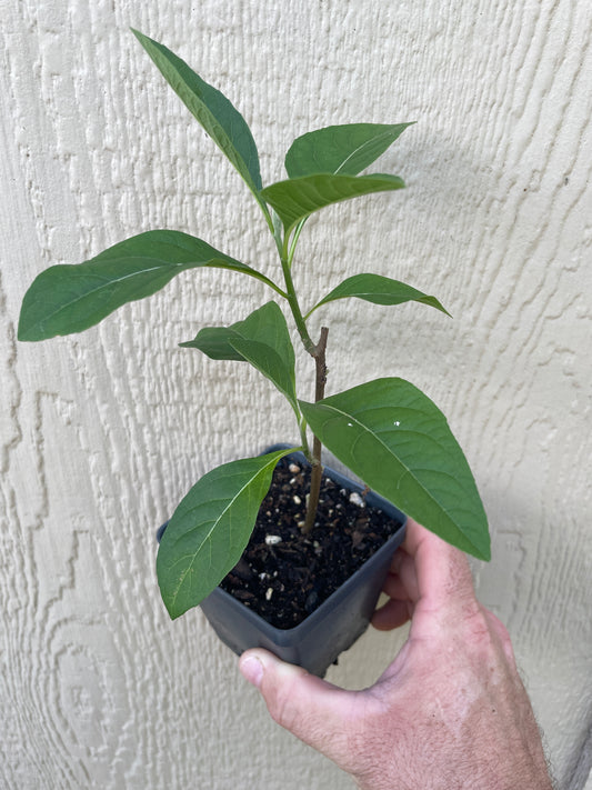 Bitterleaf - Vernonia amygdalina