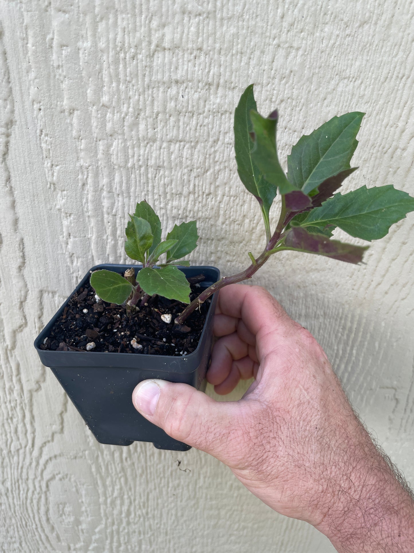 Okinawa Spinach - Gynura crepioides