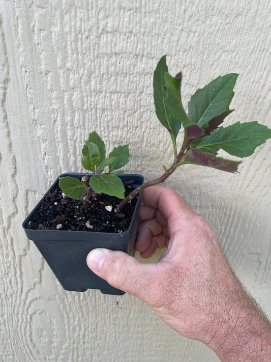 Okinawa Spinach - Gynura crepioides