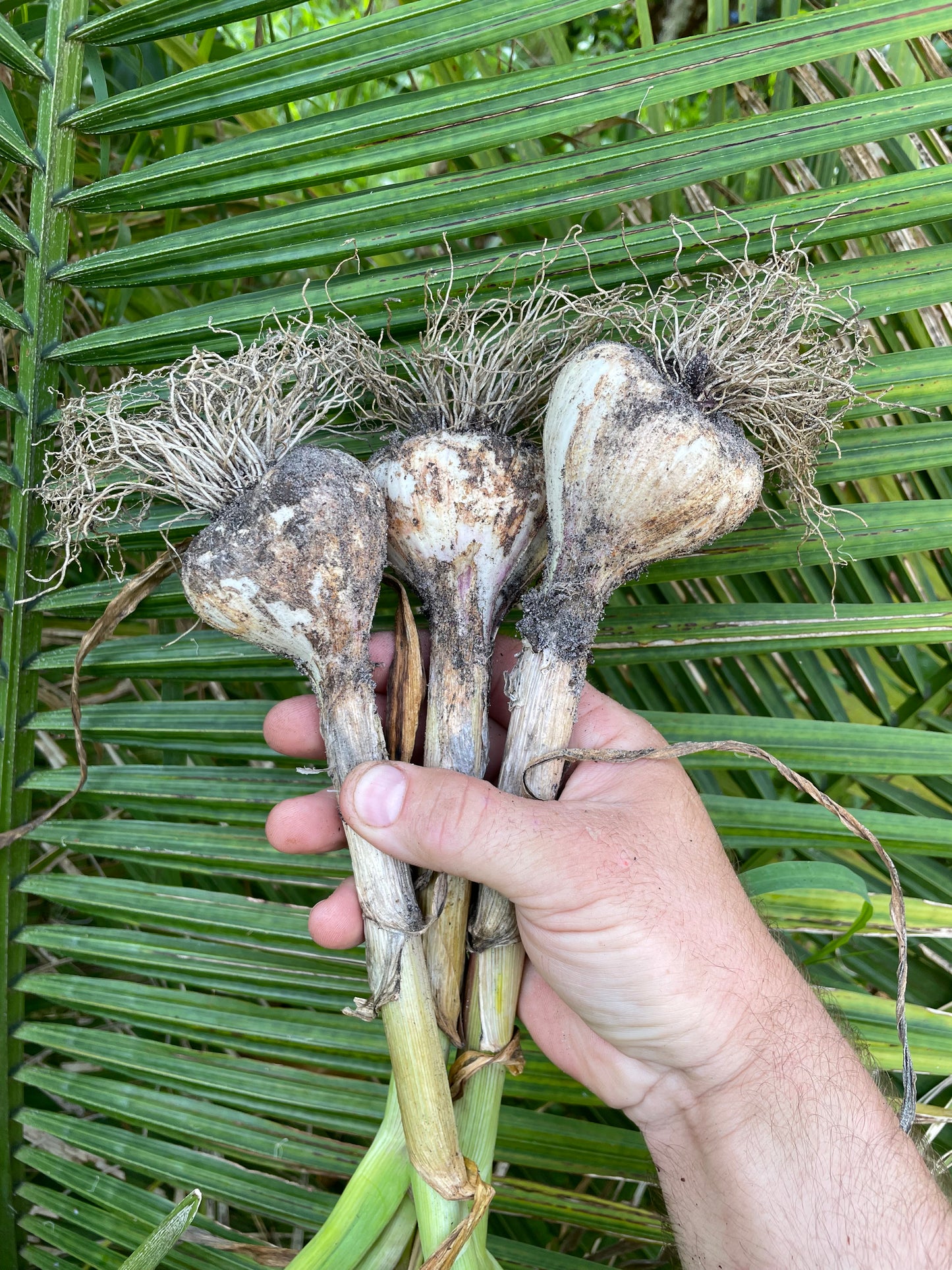 Pre-Vernalized Seed Garlic 1/4lb. Preorder, Ships Mid December
