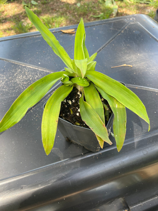 Beijing Grass / Leng Chu - Murdannia loriformis
