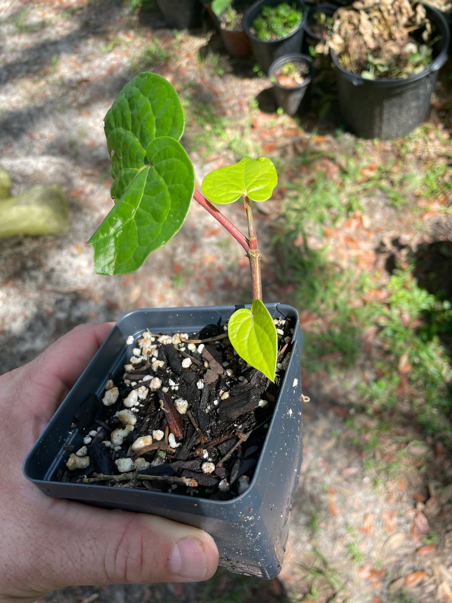 Betel Vine - Piper betel