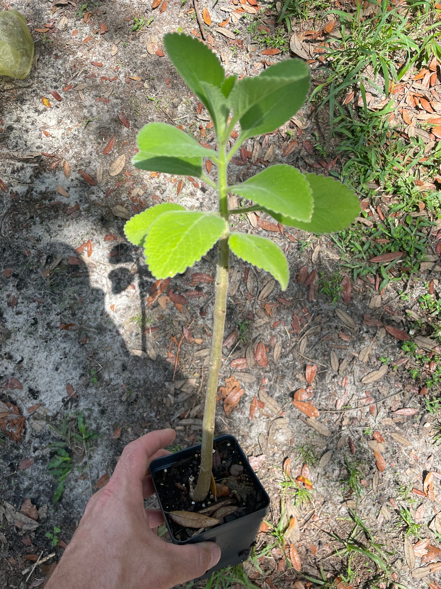 Boldo Brasileiro / TP Plant / Blue Spur Flower - Coleus barbatus
