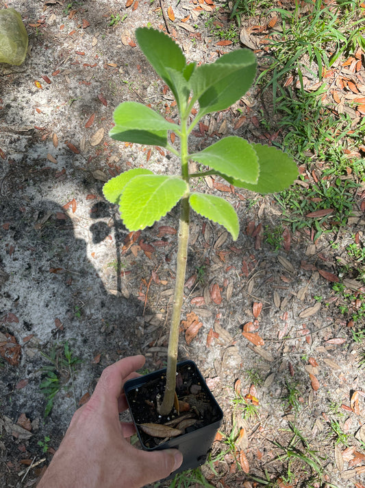 Boldo Brasileiro / TP Plant / Blue Spur Flower - Coleus barbatus