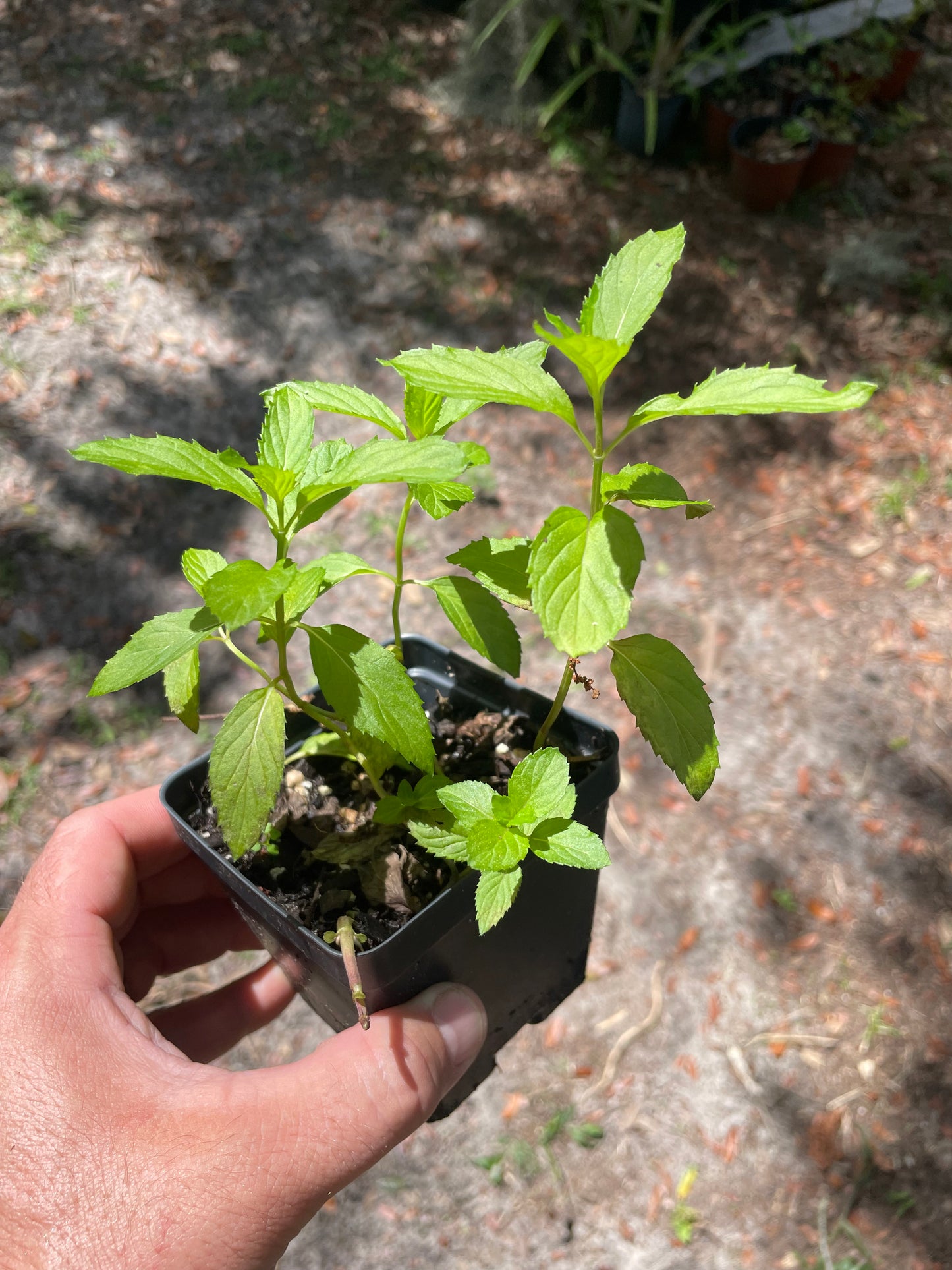 Mint #1 Mentha sp. - Florida adapted mint