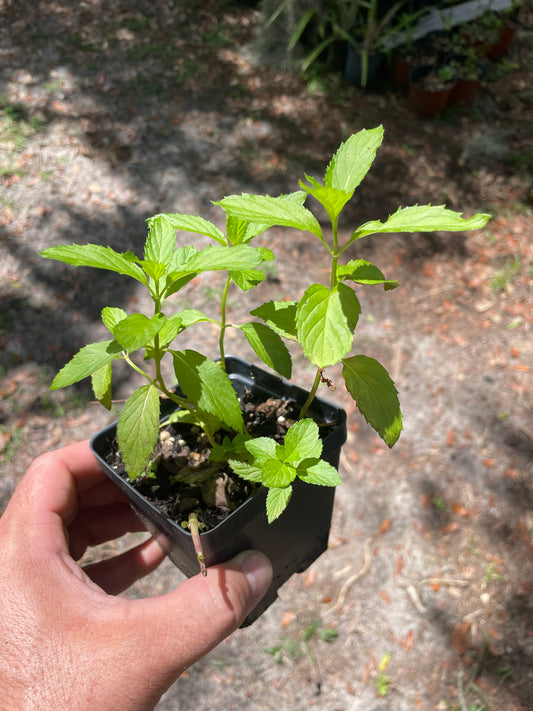 Mint #1 Mentha sp. - Florida adapted mint
