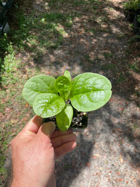 Large Leaf Green Malabar Spinach - Basella alba