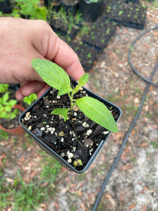 Juanilama - Lippia alba