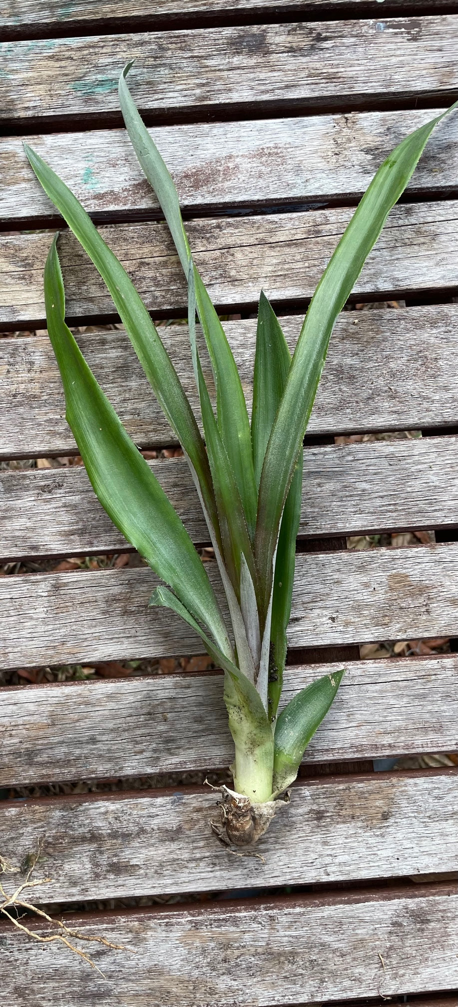Spiny White Flesh Pineapple - Ananas comosus - 4 pack unrooted slips/suckers