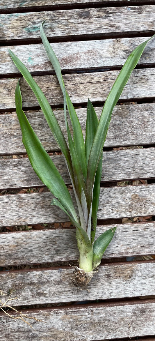 Spiny White Flesh Pineapple - Ananas comosus - 4 pack unrooted slips/suckers