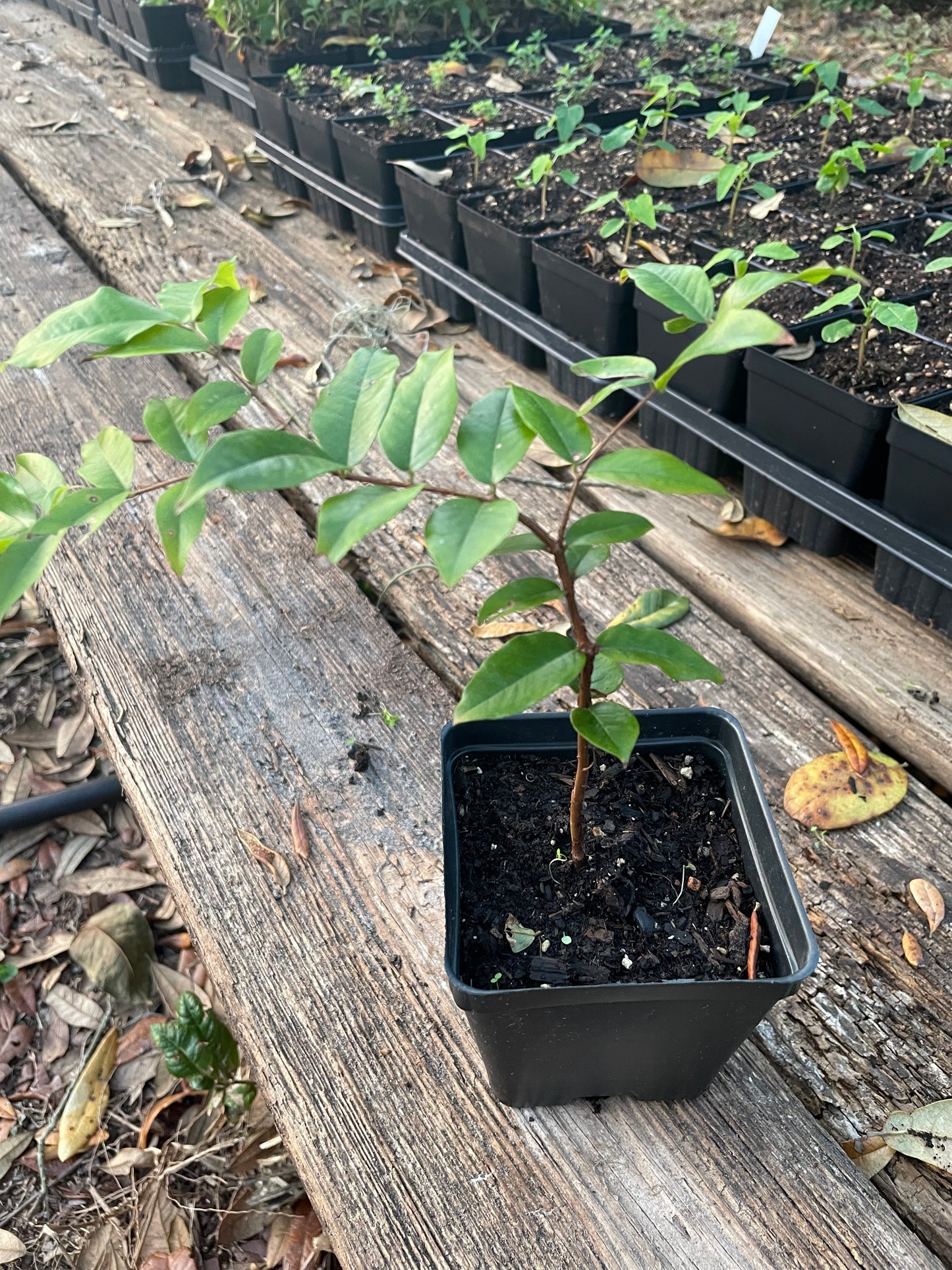Jaboticaba 'Red Hybrid' - Plinia sp. hybrid faster fruiting Jaboticaba variety 3-5 years