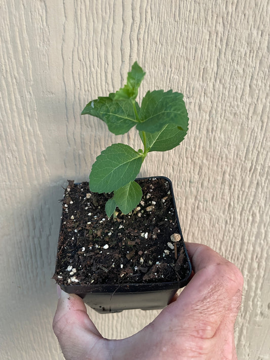 Balloon Flower / Doraji - Platycodon grandiflorus