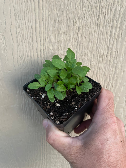 Epazote - Dysphania ambrosiodes