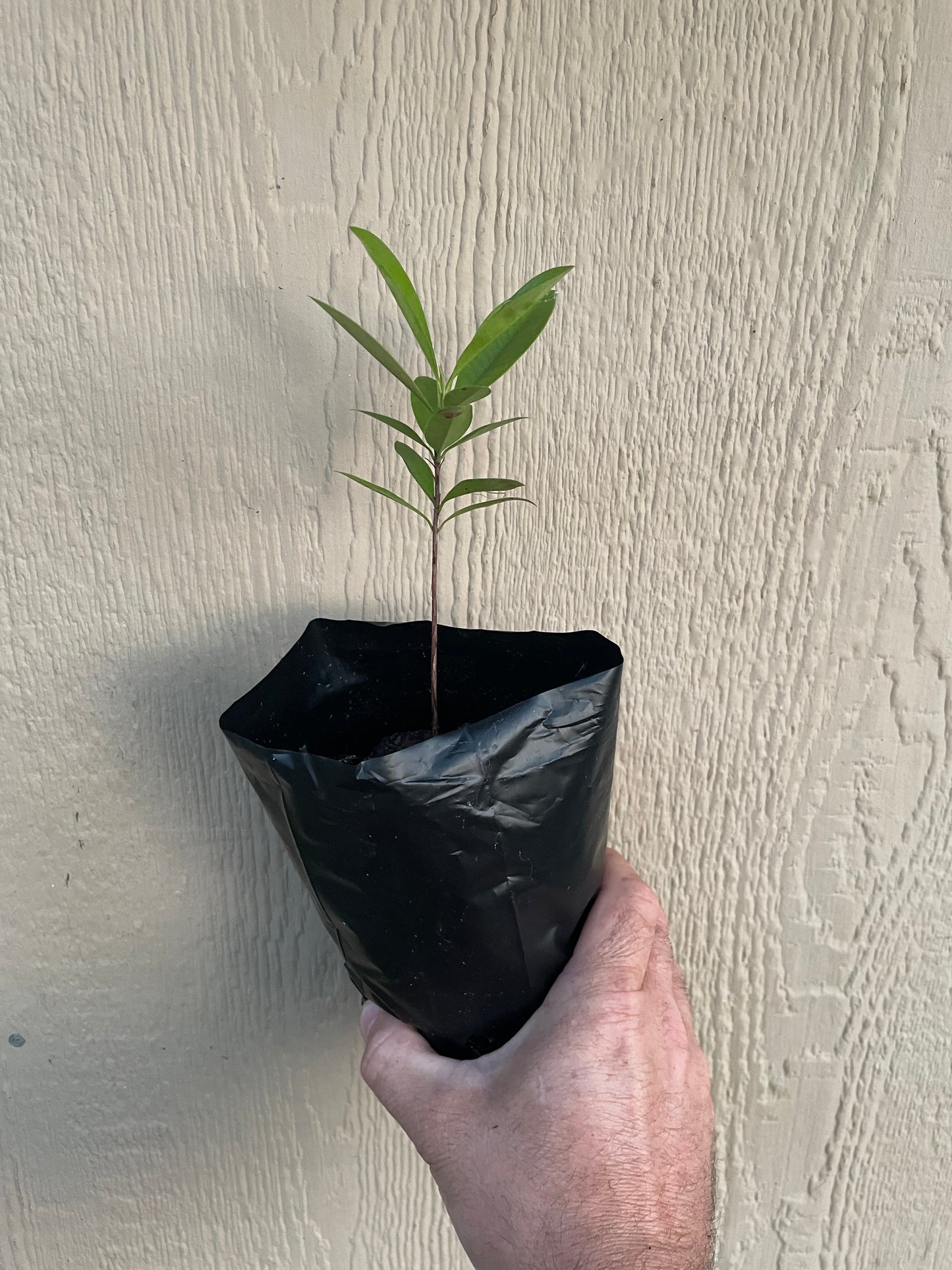 Grumichama / Brazilian Cherry - Eugenia brasiliensis