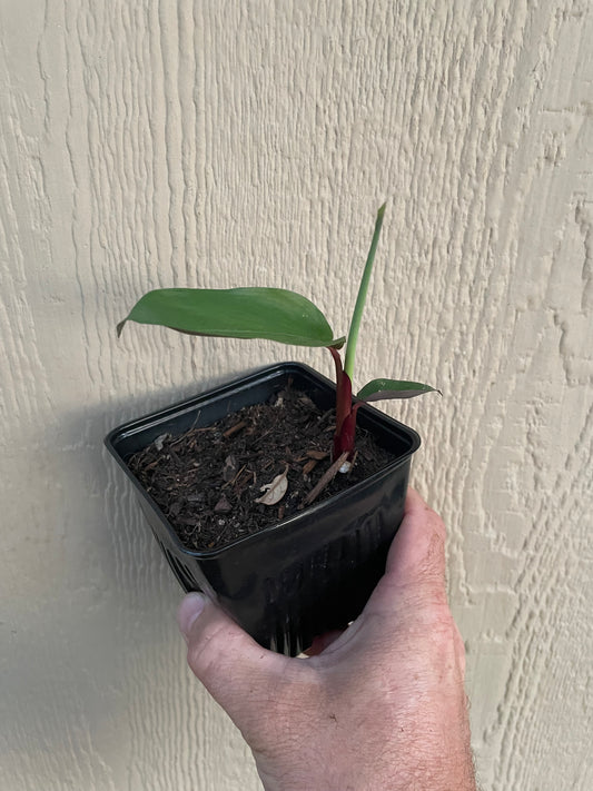 Purple Stem Arrowroot - Maranta arundinacea