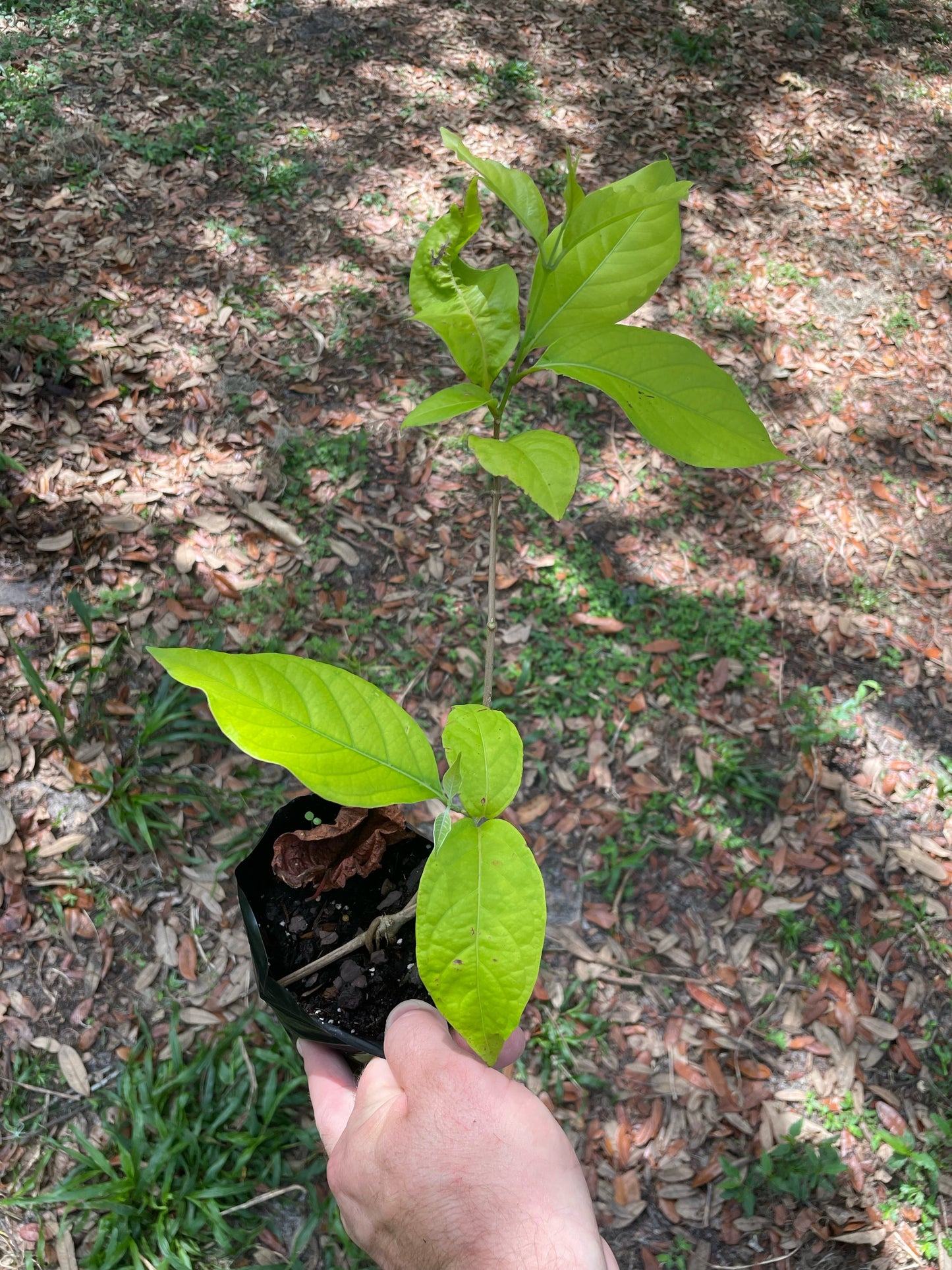 Yage/Caapi Vine - Banisteropsis caapi - Buy Ayahuasca/Traditional use vine