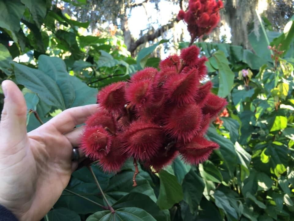 Annatto / Achiote - Bixa orellana