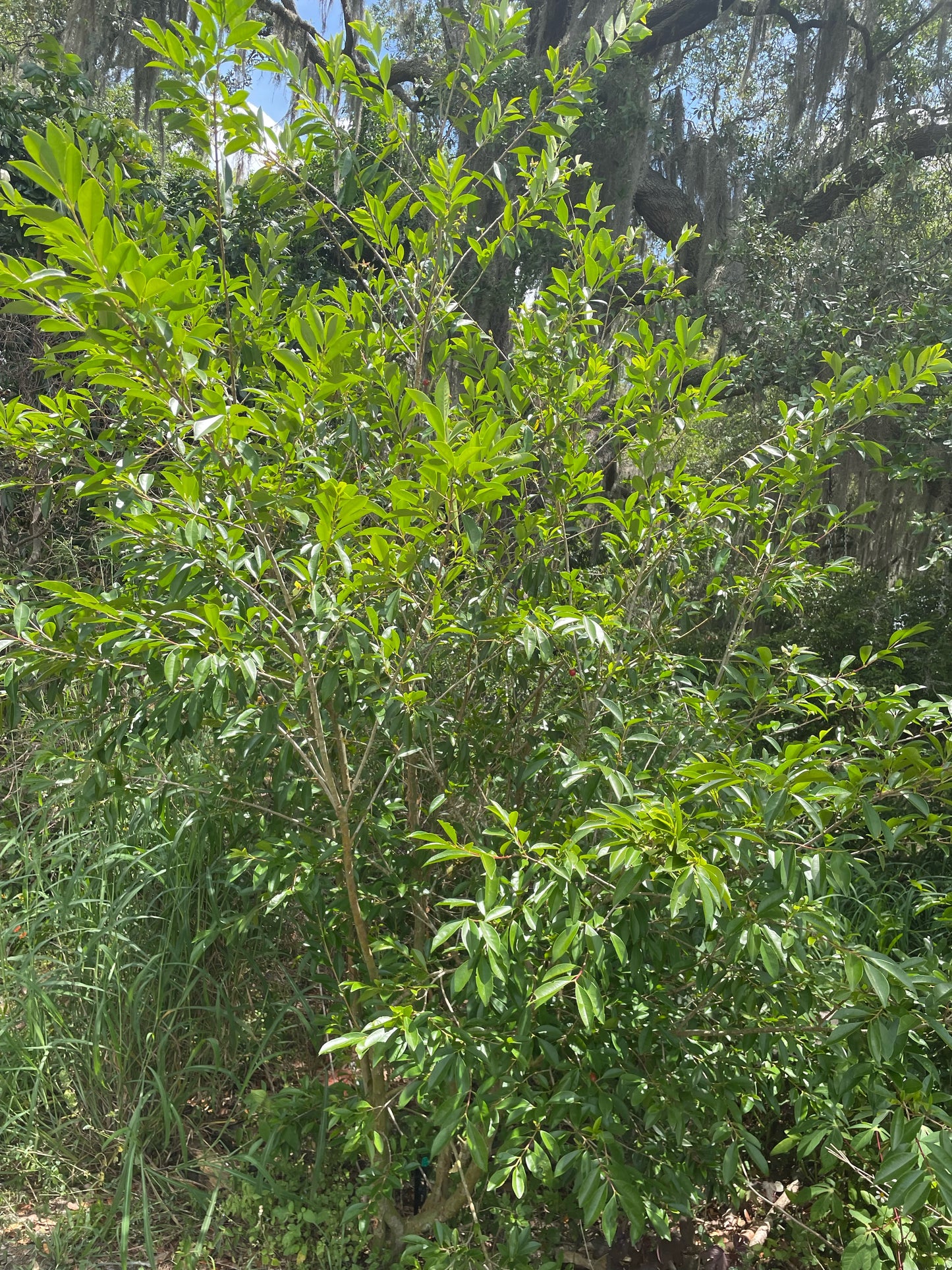 Cherry of the Rio Grande - Eugenia Involucrata - Buy seedling
