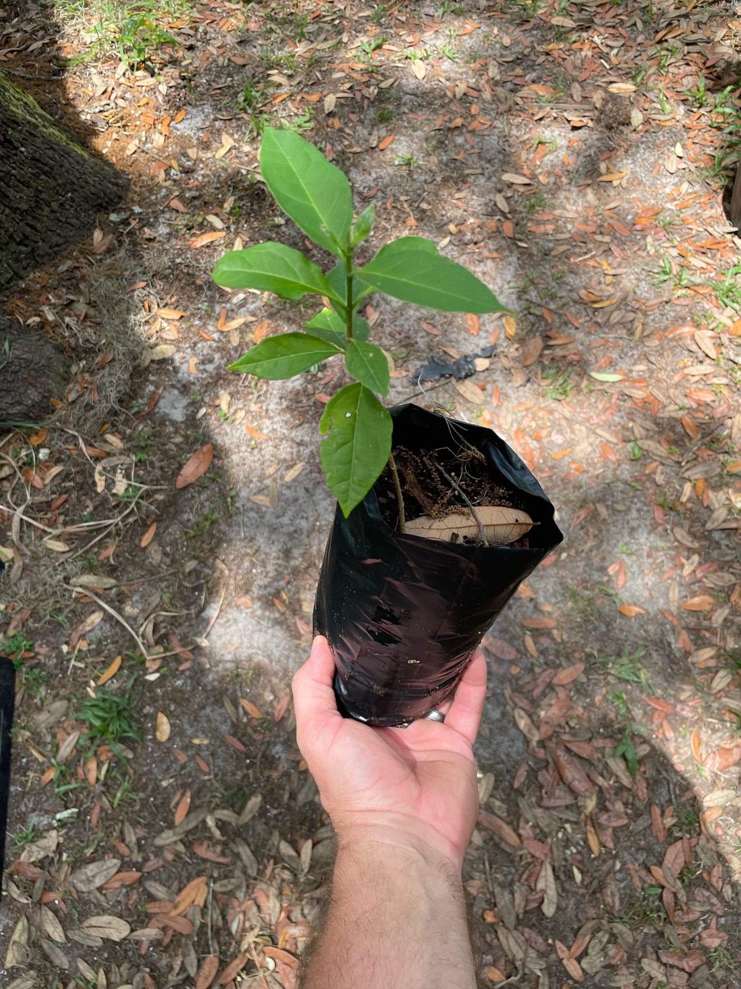 Peanut Butter Fruit Tree - Bunchosia sp. Buy seedling