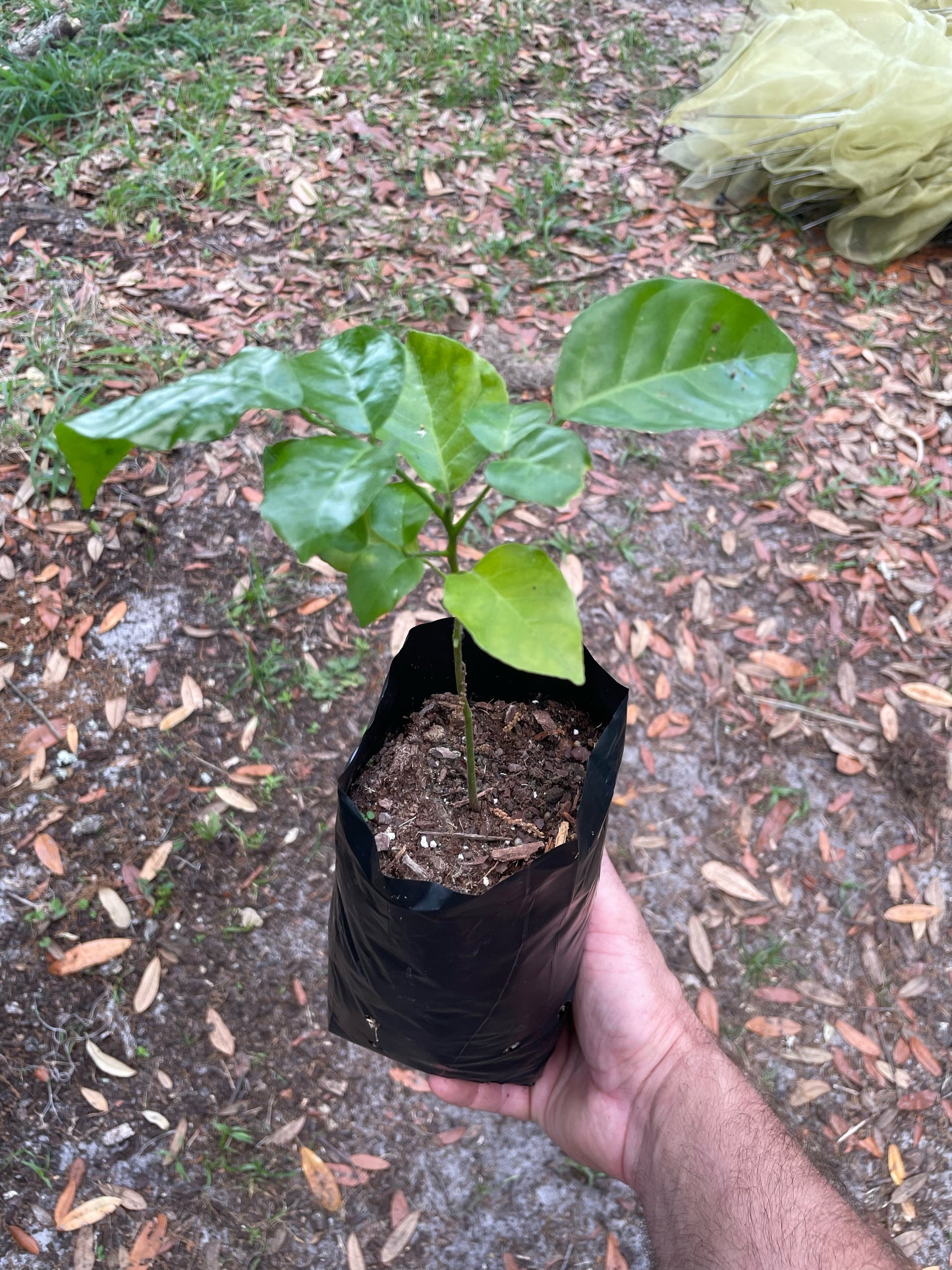 Wampee/Wampi - Clausena lansium Buy seedling