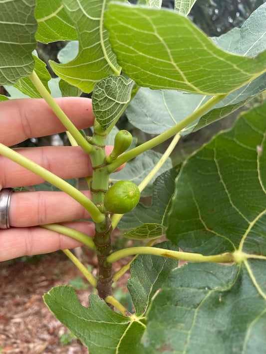 LSU Purple Fig - Buy Fig Tree