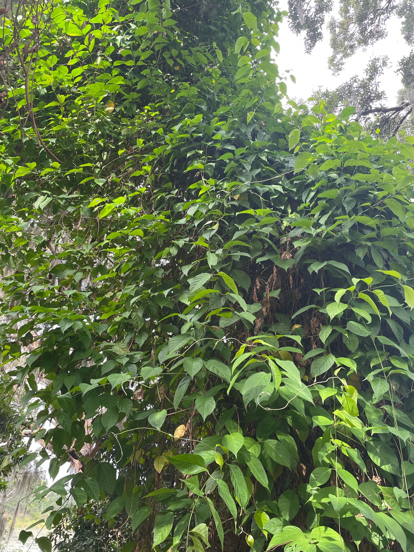 Yage/Caapi Vine - Banisteropsis caapi - Buy Ayahuasca/Traditional use vine