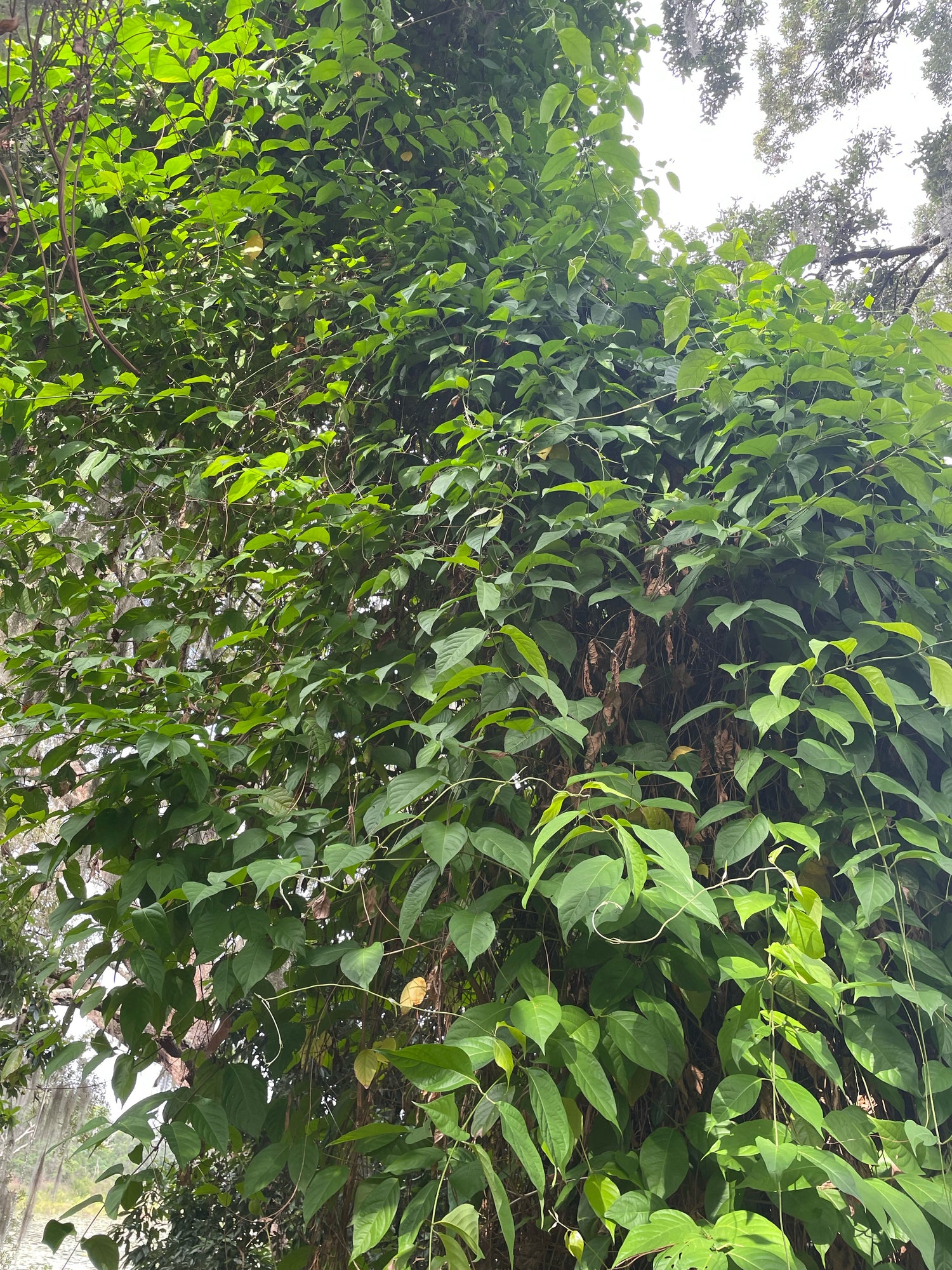 Traditional Use Plants