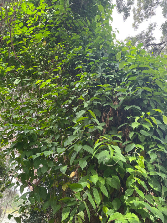 Yage/Caapi Vine - Banisteropsis caapi - Buy Ayahuasca/Traditional use vine